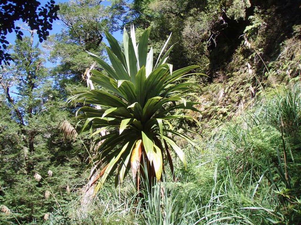 forest cabbage tree